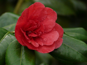 Camellia japonica Kramer's Supreme                 